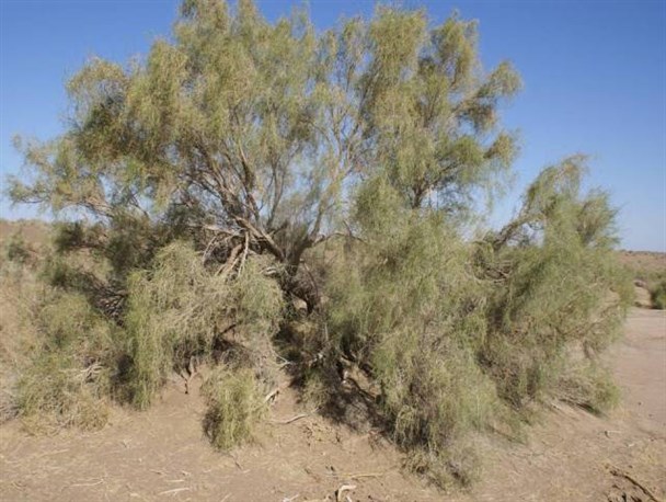جان دوباره به ۱۵ روستای خلیل‌آباد با اجرای عملیات بیابان‌زدایی/ تاغ کاری در ۲۰ هزار هکتار از اراضی ملی اجراشده است
