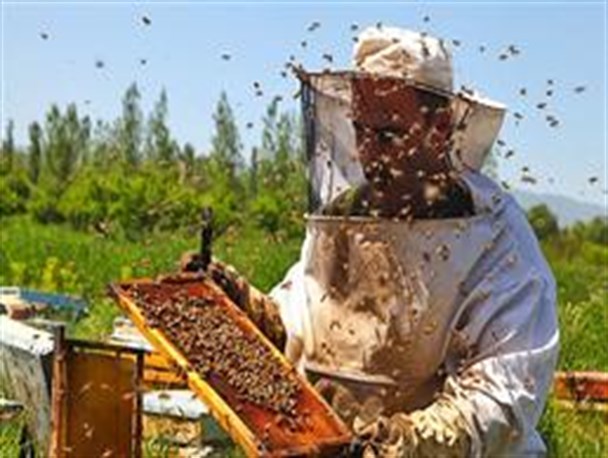 تلخ کامی تولید کنندگان عسل شیرین در آذربایجان غربی