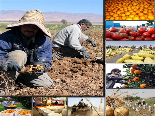 کشاورزان چشم به راه دست های دولت/لزوم دادن بسته حمایتی به کشاورزان قبل از کاشت