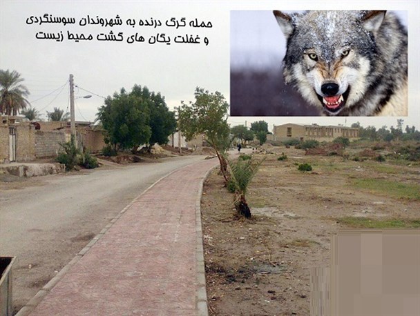 حمله گرگ درنده به شهروندان سوسنگردی و غفلت یگان های گشت محیط زیست