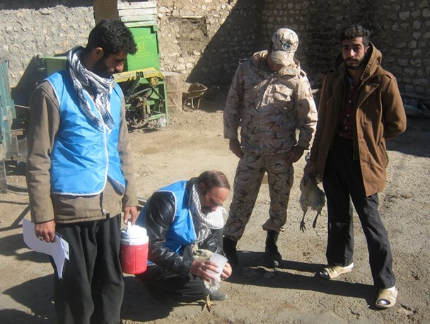 اجرای طرح واکسیناسیون طیور بومی در 70روستای دالاهو