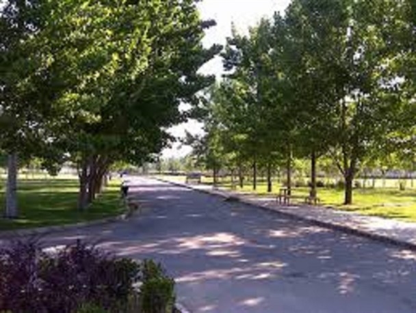 درختان رباط کریم برای جلوگیری از سرمازدگی عایق بندی می شوند