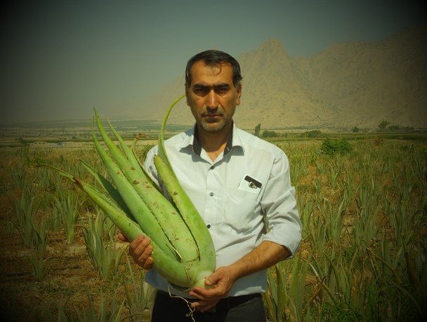 عزم کشاورز گچسارانی برای تولید اکسیر سبز طبیعت + تصاویر
