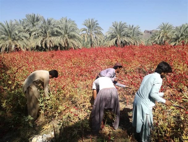حاصل دسترنج کشاورزان قطب تولید چای ترش کشور در جیب دلالان/ عدم وجود صنایع تبدیلی بلای جان کشاورزان جنوب شرق کشور