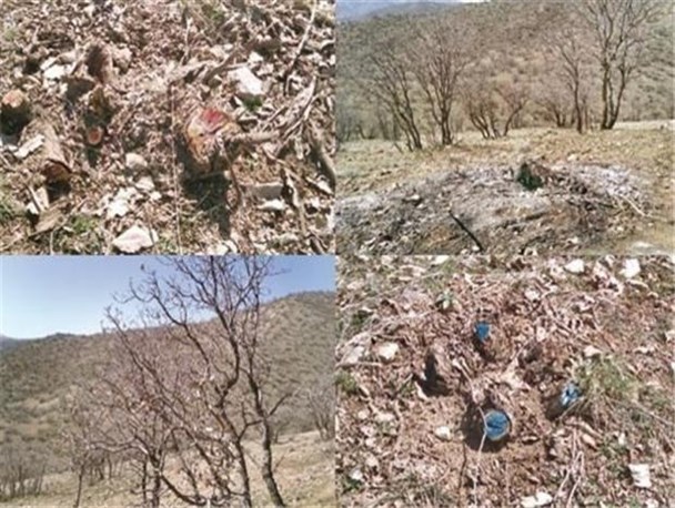 بحران خشکیدگی جنگل‌های بلوط؛ فرهنگ درختکاری نهادینه شود