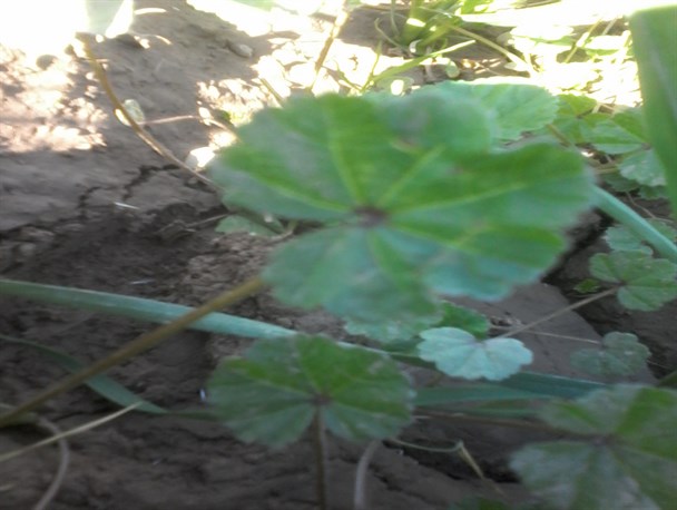 سبزی خودروبومی جنوب کرمان که سرشاراز آهن است