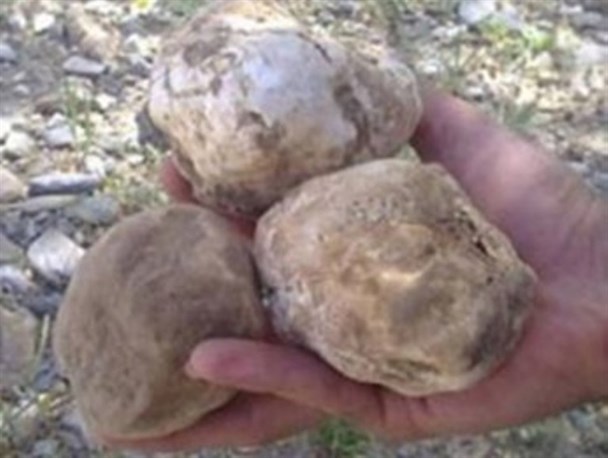 بارش های زمستانی قارچ دمبلان بستک را به بازار آورد+تصویر