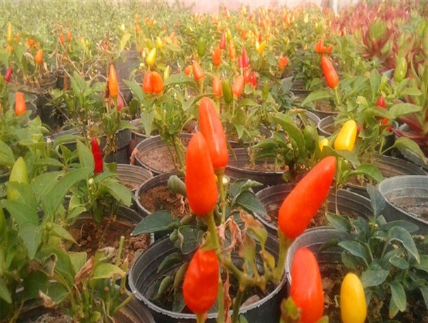 بازدید علمی اعضای انیستیتو جی پلاس خوانسار از گلخانه محلات + تصاویر
