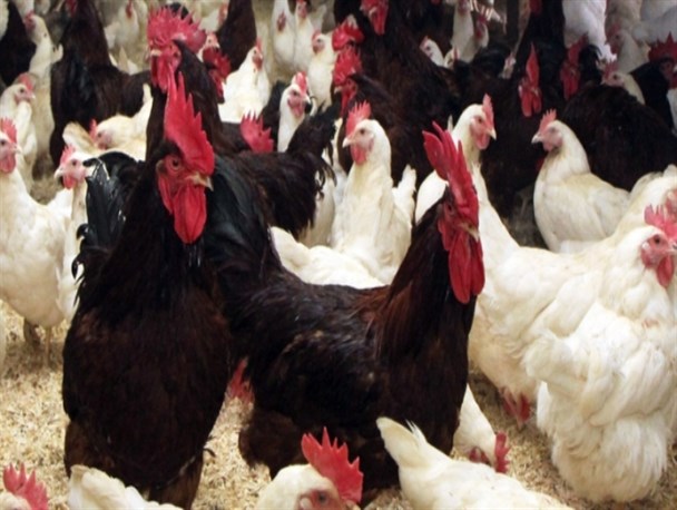 نبود آنفلونزای فوق حاد پرندگان در خراسان‌جنوبی/ فعالیت بیش از 700 واحد مرغداری در استان