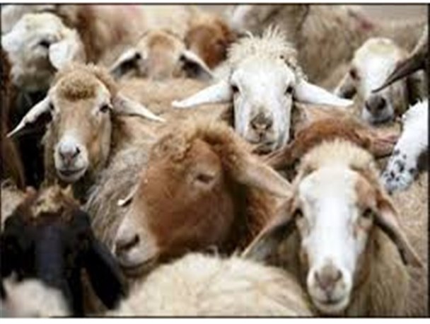 تنها ایستگاه بز کرکی خراسان جنوبی در شهرستان سربیشه قرار دارد/ وجود 182 بز بالغ در این ایستگاه
