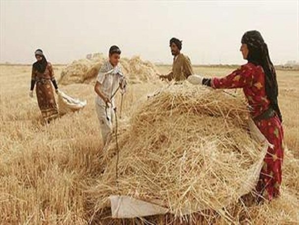 تنوع محصولات کشاورزی استان کردستان ناچیز است/ توسعه کشاورزی شهرستان بیجار نیازمند همت جدی مسوولان