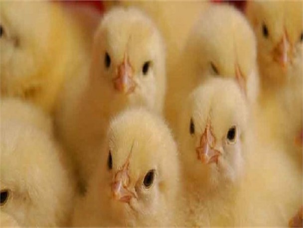 طیور بومی ۱۰۷ روستای خراسان رضوی علیه بیماری نیوکاسل ایمن شدند