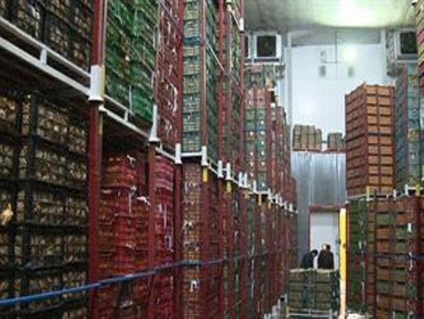 44 هزار تن سیب ذخیره شده اشنویه خریدار ندارد/ باغداران در آستانه ورشکستگی