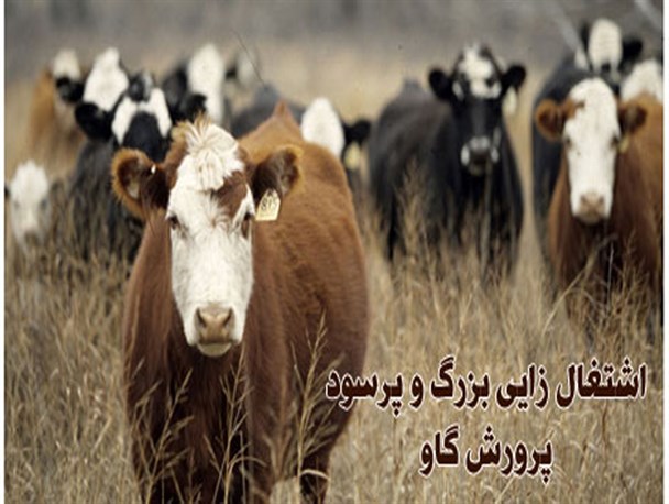 گاوداری ۴۰۰ رأسی در گراش افتتاح شد