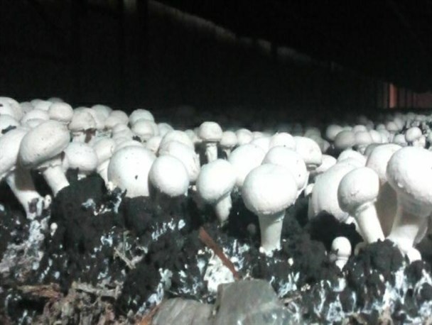 فاز دوم یک سالن پرورش قارچ در روستای آروی دماوند افتتاح و مورد بهره‌برداری قرار گرفت