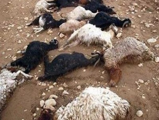 تلف شدن 35دام سبک و سنگین بر اثر بارندگی/واکسیناسیون 7500راس دام سبک علیه بیماری آنتروتوکسمی