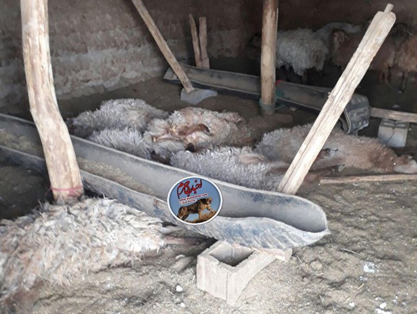 گرگ ها 11 راس گوسفند را در شهرستان جاجرم دریدند