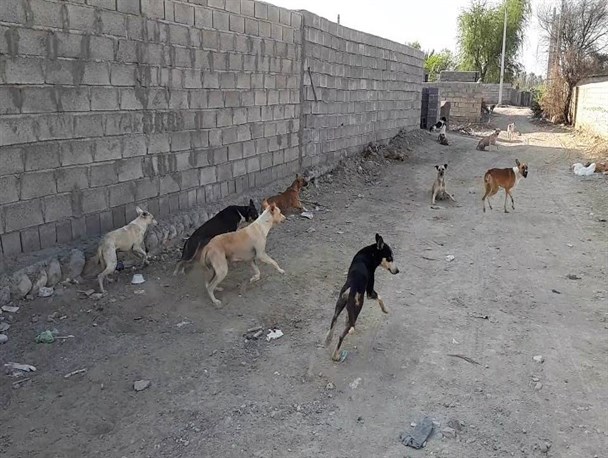 سایه ترس بر سر شهروندان با جولان گله های سگ  در خیابان