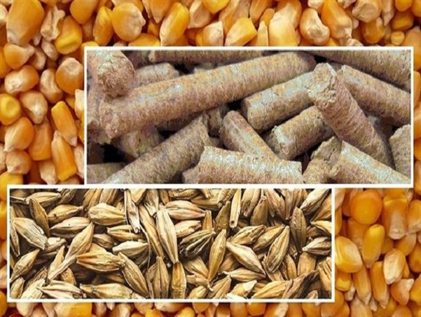 صادرات ۲۱۰ هزار تن نهاده دامی از کرمانشاه