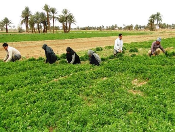 انقلاب اسلامی و منحنی رشد کشاورزی/ از رشد ۵ برابری تولیدات تا راه‌اندازی صنایع تبدیلی