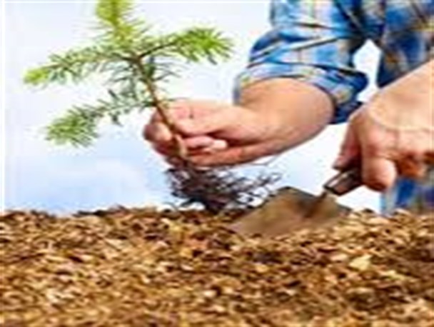 جشن درختکاری در کمربند سبز یزد/غرس نهال در ردیف مقدس‌ترین کارها است