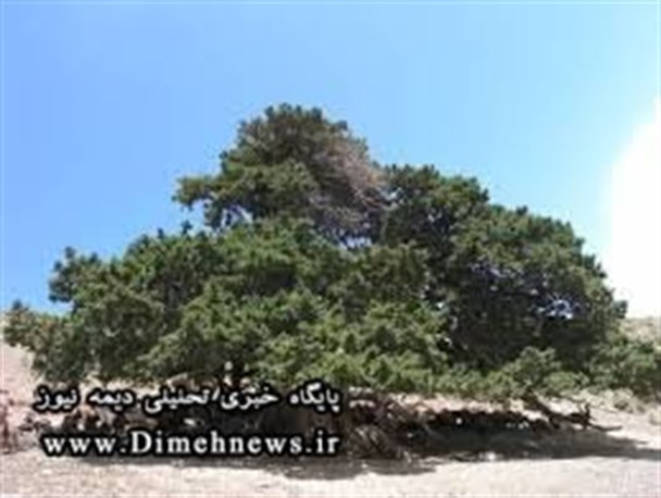 11 هزار هکتار جنگل طبیعی در شهرستان فیروزکوه وجود دارد