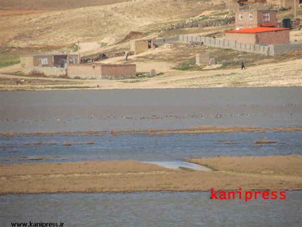 تصاویری زیبا از آبگیری تالاب قره گول بوکان