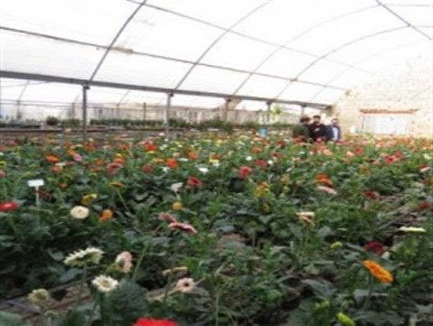 شکستن انحصار علمی هلند در پرورش گل و گیاه توسط کارآفرین بسیجی