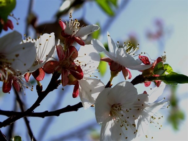 شکوفه های زیبای بهاری در گچساران +تصاویر