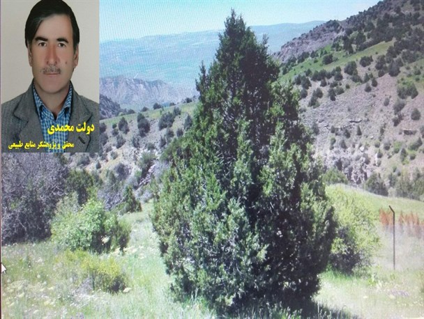 درخت ارس نمونه بارز طلای سبز در منطقه خلخال است+ تصاویر