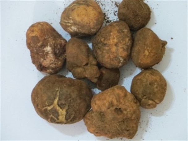 گونه ای از نادرترین قارچ های دنبلان کوهی جهان در برخی از مراتع طارم/ قیمت دنبالان کوهی در کشورهای جهان+تصاویر