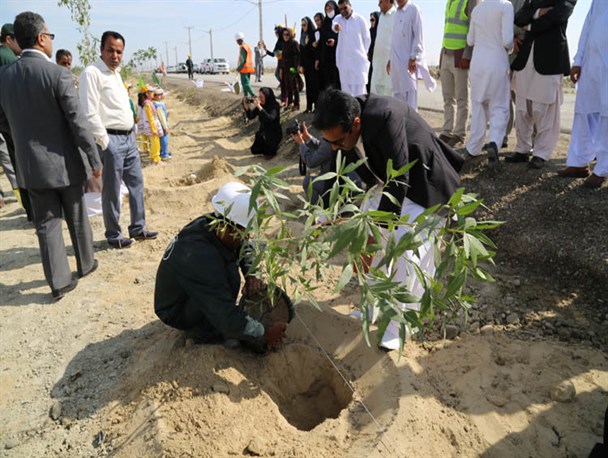 شش هزار اصله نهال در شهرستان چابهارغرس شد/ عکس