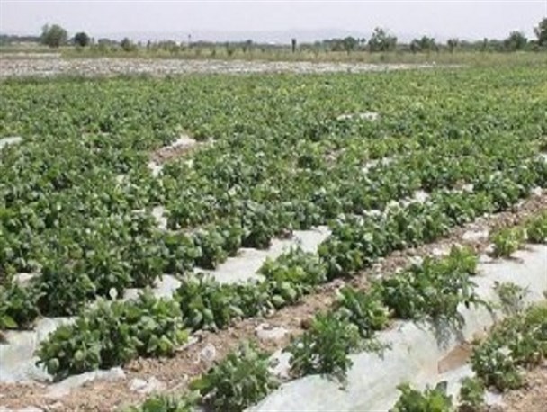 پایان عملیات کشت بهاره در سطح ۷۲۰ هکتار از مزارع نطنز