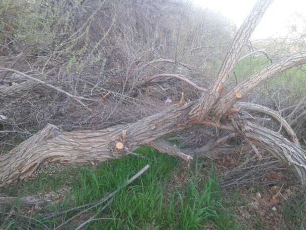 بریدن و آتش زدن درختان در روستای شریف آباد راور+تصاویر