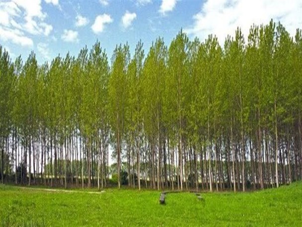 اختصاص بیش از ۳ هزار هکتار از اراضی آذربایجان‌غربی به زراعت چوب