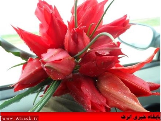 این مناظر در مراوه تپه فقط این روزها وجود دارند+تصاویر
