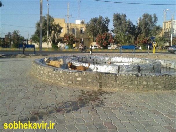 تصاویر/آبتنی سگ های ولگرد درآبشار مصنوعی در مرکز شهرستان ریگان