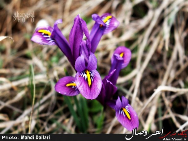 تصاویر/ نوروز گلی در دامنه کوههای شیور اهر