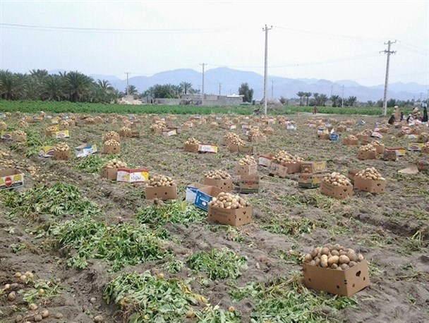 برداشت سیب زمینی از سطح مزارع منوجان آغاز شد/تصاویر