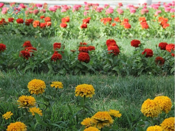 طبیعت بهار و شکوفه های درختان در تیران و کرون/ تصاویر