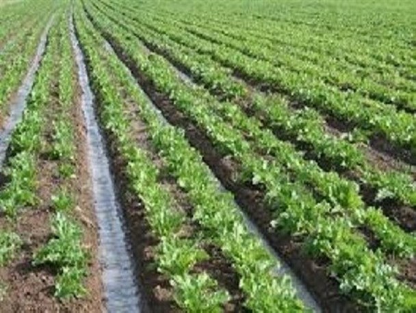 اجرای کشت نشایی برای نخستین بار در خراسان شمالی/جهاد کشاورزی مسئولیت مازاد تولیدات سیب زمینی و پیاز را بر عهده نمی گیرد