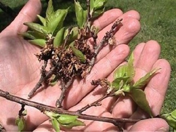 خسارت ۶۷ میلیاردی توفان و سرما به بخش کشاورزی نطنز