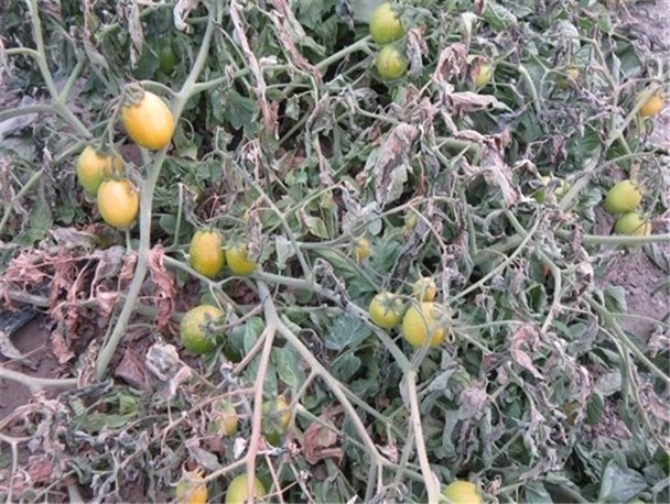 سرمازدگی بهاره پدیده‌ای که ساده دیده می‌شود/ خسارت‌های میلیونی سرمازدگی بهاره