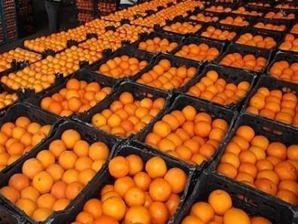 کشف تبانی و خروج ۱۴ تن پرتقال طرح تنظیم بازار