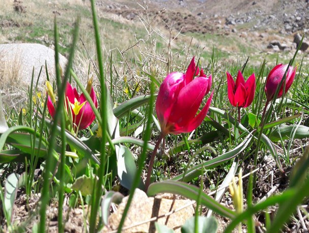 حاشیه نگاری از طبیعت زیبای بهشت غرب ایران