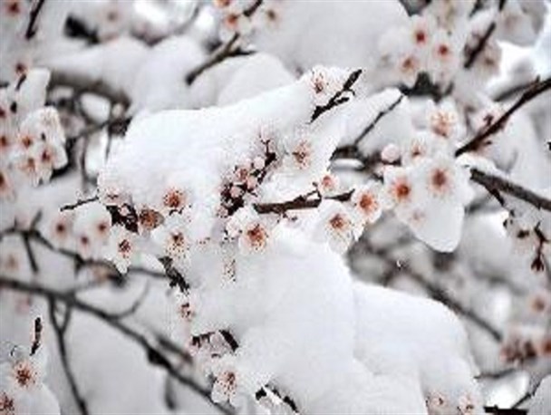 کشاورزان از سرمازدگی محصولات پیشگیری کنند