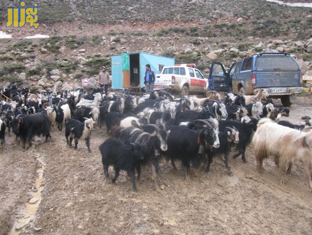 کوچ پیاده عشایر در بارندگی دیروز/گزارش تصویری
