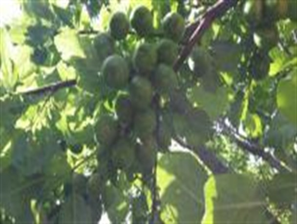 فصل چیدن آلوچه در ریژاو/عکس