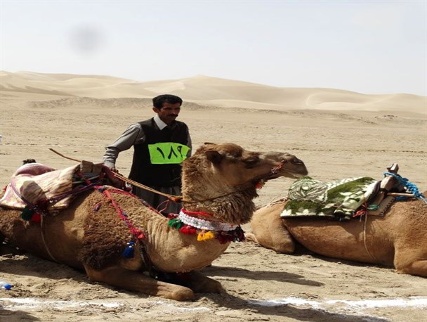 شتر سوار فهرجی مقام سوم را در مسابقات شتر سواری کشوری از آن خود کرد