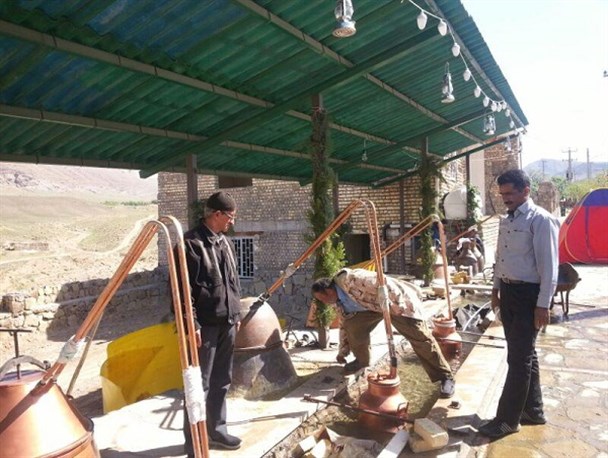 آغاز گلابگیری همزمان با برداشت گل محمدی از مزارع نراق+عکس